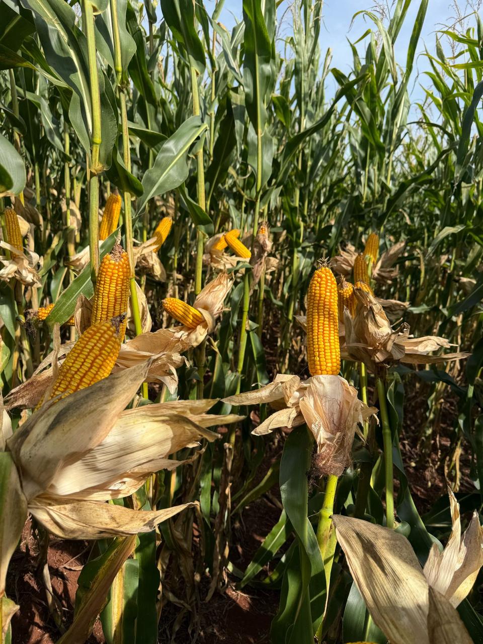 Fontana corn field with mature ears